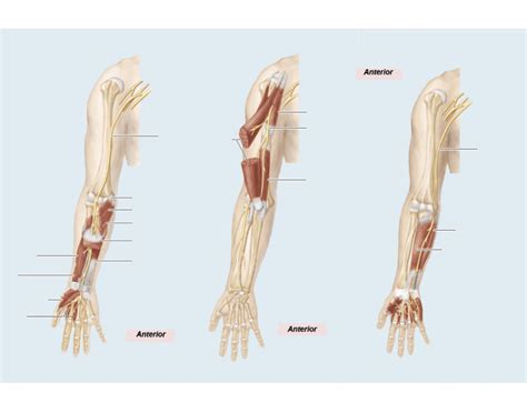 Nerves of the Anterior Arm Quiz