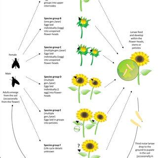 Life cycle of non-EU Tephritidae affecting Asteraceae. See Table 2 for ...