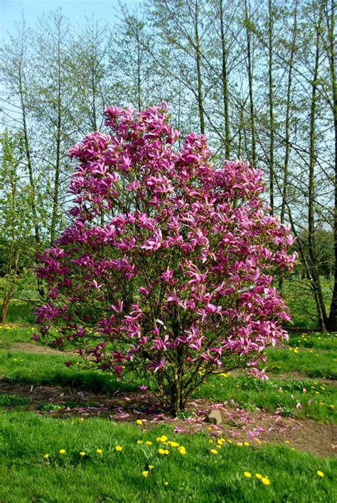 Susan Magnolia For Sale Online | The Tree Center