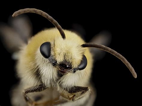 4K, close-up, mammal, animal eye, Animals, Furry, bee, Insect, animals ...