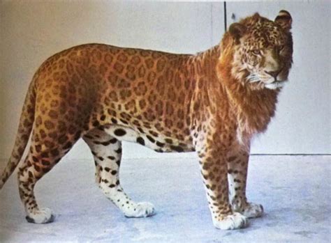 Leopard Lion Hybrid