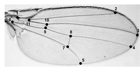 Drosophila melanogaster. Wing landmarks used to analyze size and shape ...