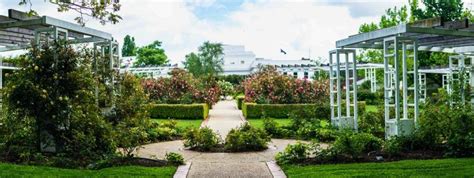 ‘Peace’ rose gifted by AFMPNZ grows in Old Parliament House Gardens ...