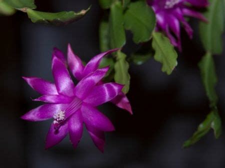 Purple Christmas Cactus 💜 | Christmas cactus flower, Christmas cactus, Christmas cactus plant