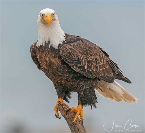 Bald Eagle, Alaska - Jim Coda Nature Photography