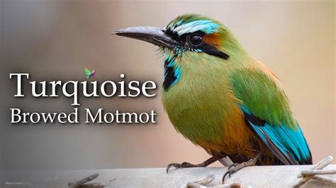 Turquoise Browed Motmot Song - Momoto Ceja Azul - Exotic Birds - YouTube