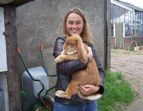 The Pets Dialogue : The French Lop Rabbit: The Largest Breed Of Rabbit With Lop Ears