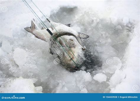 Winter Fishing, Good Catch of Fish in Winter on Ice. Stock Photo ...