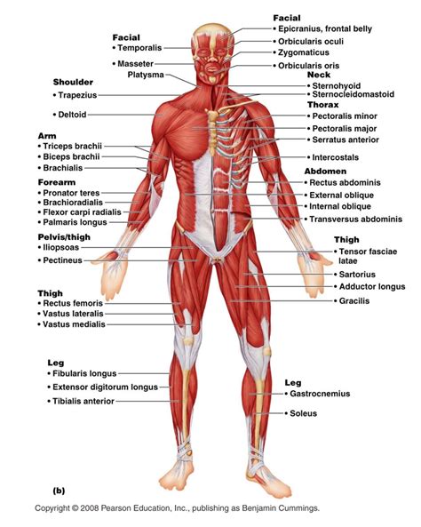 Claye Willcox Athlete Dev.: Muscular/Skeletal Systems + Joints