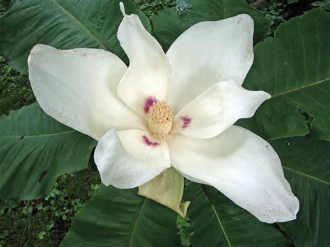 Magnolia macrophylla - Arnold Arboretum | Arnold Arboretum