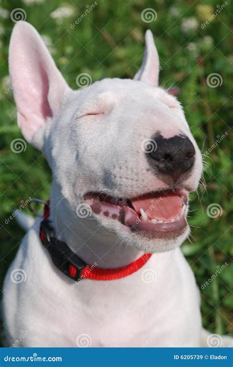 Bull Terrier Puppy Royalty Free Stock Images - Image: 6205739