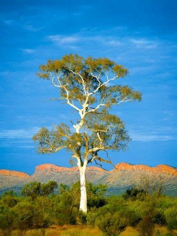 13 Best Eucalyptus tree pictures images | Eucalyptus tree, Australian trees, Landscape