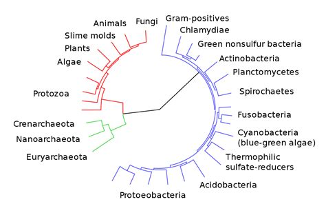 Phylogenetic Trees | Biology for Non-Majors I