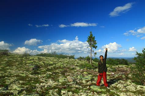Finding Old Tjikko: World’s Third Oldest Tree | Study in Sweden: the student blog