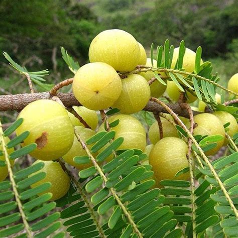 Buy Amla Tree, Indian Gooseberry (Big Fruit, Grown Through Seeds ...