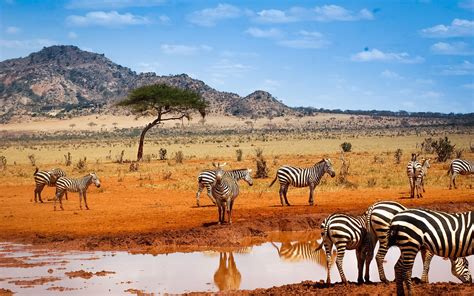 Maasai Mara Kenya wallpapers 1600×1200 Kenya Wallpapers (41 Wallpapers) | Adorable Wallpapers ...