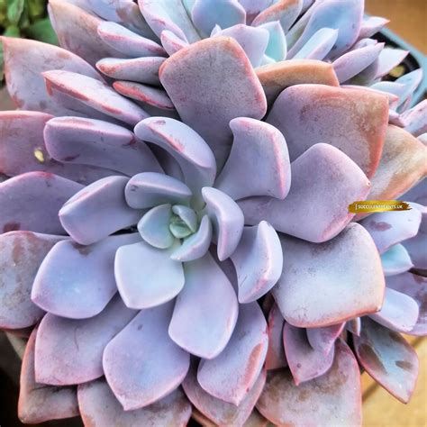 Graptoveria Debbie – Small Rooted Plant – Succulent Plants UK