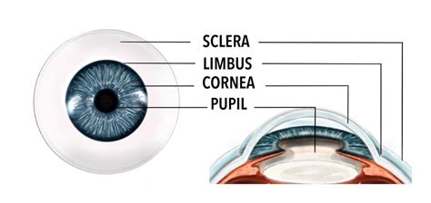 Sclera and conjunctiva - Gene Vision