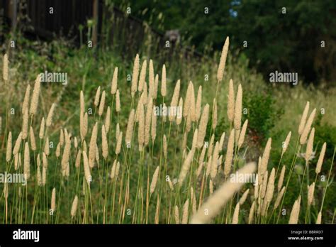 wild growing grasses going to seed Stock Photo - Alamy