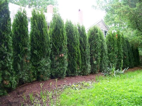 THUJA EMERALD GREEN ARBORVITAE SPACING - Wroc?awski Informator ...