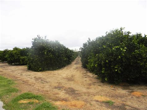 The problem with monoculture farming as illustrated by citrus | The Survival Gardener