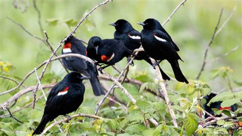 177,000 Tricolored Blackbirds Saved in 2020! | Audubon California