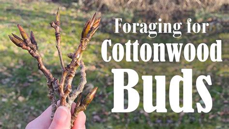 How to Identify Cottonwood Trees | Cottonwood Tree Buds for Beginners | Health Benefits & Uses ...