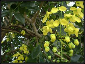 Benefits & Uses of Cassia Fistula | Always Ayurveda