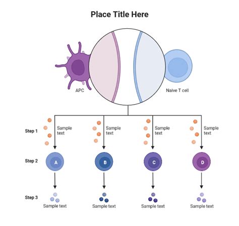 T Cell Activation and Differentiation (Layout) | BioRender Science Templates