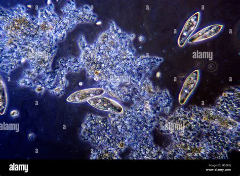 Paramecium hi-res stock photography and images - Alamy