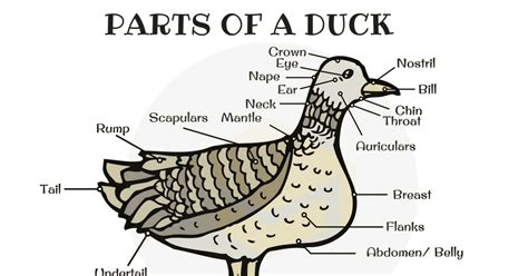 Internal Anatomy Of Duck