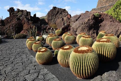 Cactus Garden, Lanzarote, Spain Stock Photo - Image of canaries, travel ...