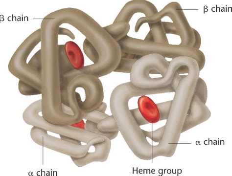 protein_structure-quaternary.html 14_20-protein_structure-quaternary.jpg