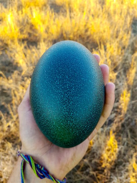 An emu egg I found a few years back in Australia. : r/pics