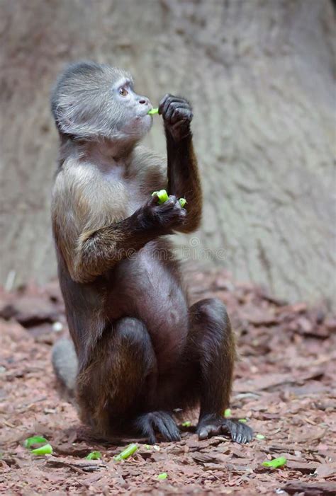 Green monkey stock image. Image of color, gray, primate - 88104677