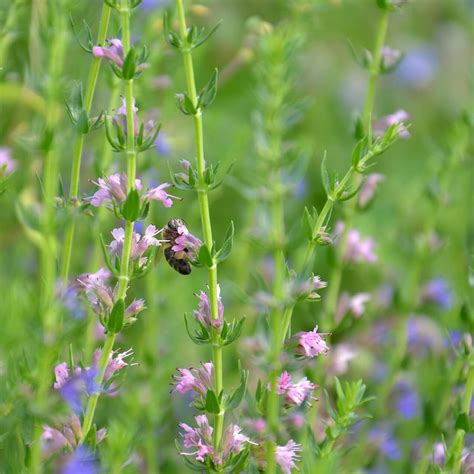 Hyssop Seeds, Herb Seeds#019 – Mays Garden Seed