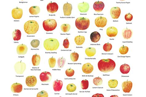 Apple variety clipart 20 free Cliparts | Download images on Clipground 2024