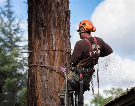 How to remove moss from trees? - Houston Heights Tree Services