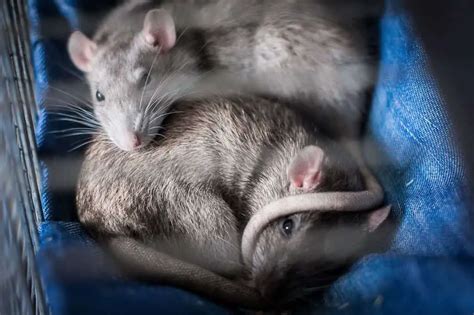 Do Pet Rats Smell? - Rat Pets