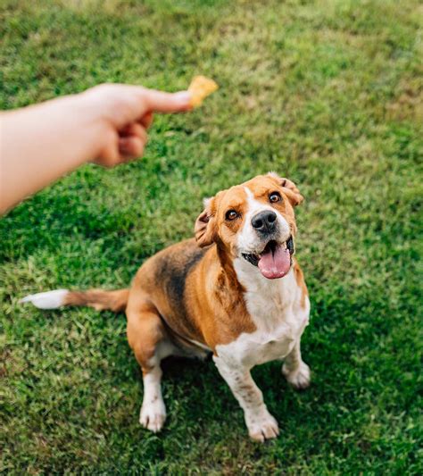 best dog training treats