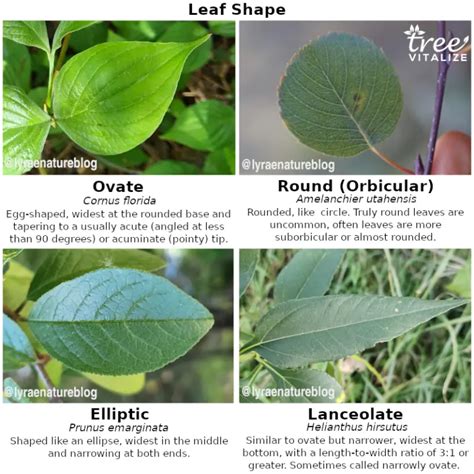 21 Different Types of Dogwood Trees & Their Identifying Features