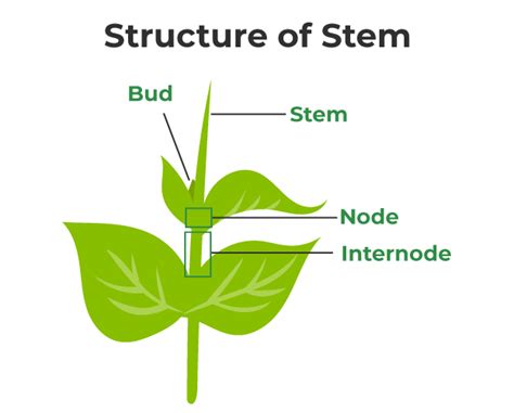 Stem - Structure, Characteristics, Functions, Modifications, and FAQs