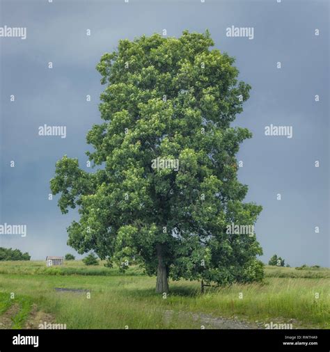 Pignut Hickory Tree in Field Stock Photo - Alamy