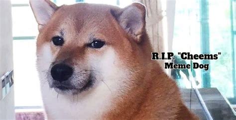 Viral Meme Dog 'Cheems' Dead At Age 12