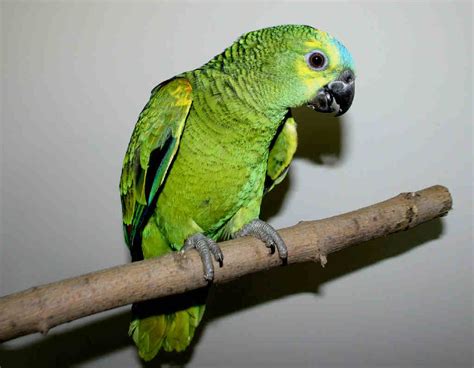 Fotos de Loro Del Amazonas - Aves - webanimales.com