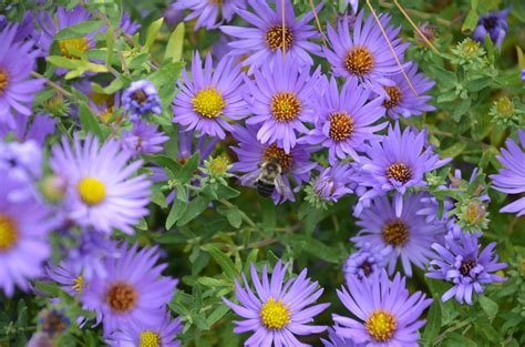 Aster ‘Raydon’s Favorite’ Is Spectacular Autumn Bloomer | What Grows There :: Hugh Conlon ...