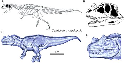 Ceratosaurus nasicornis. A Skeletal reconstruction (redraw from Paul,... | Download Scientific ...