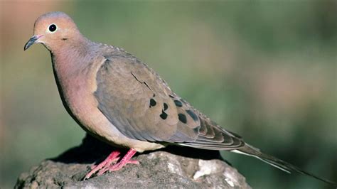 Mourning Dove Sound Effect | Free Sound Clips | Animal Sounds - YouTube