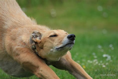 "Dog stretching" by Janet Jenkins | Redbubble