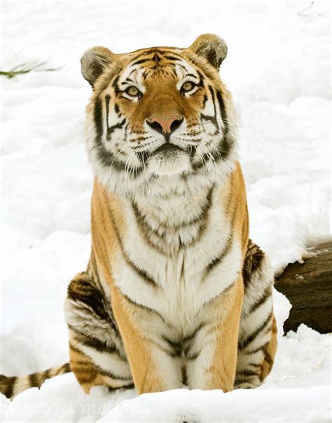 Siberian Tiger in Snow (Captive) | Laura Meyers Nature Photography